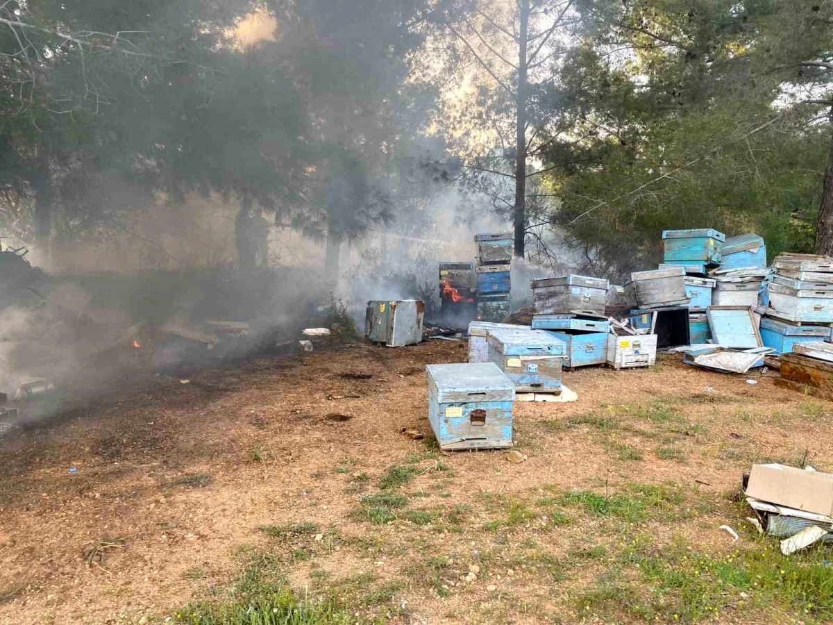 Datça'da orman yangınında arı kovanları zarar gördü