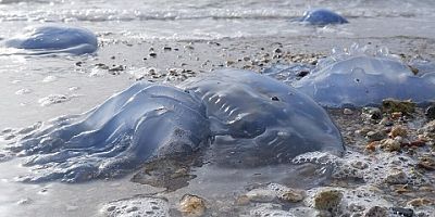 Datça kıyılarında binlerce zehirli deniz anası görüldü…