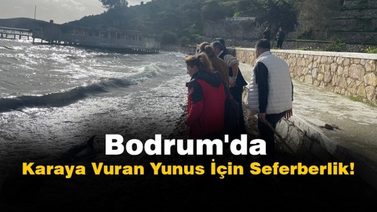 Bodrum'da Ekipler Karaya Vuran Yunusu Kurtarmak İçin Saatlerce Uğraştı