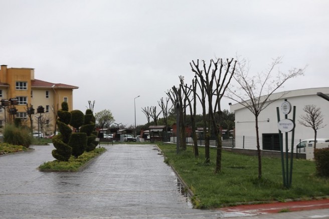 Muğla’da Ağaçlara Gençlik Aşısı: Hem Doğa Hem Güvenlik İçin Budama
