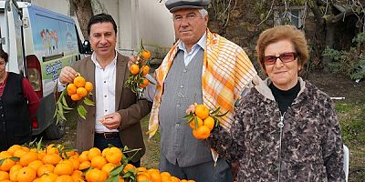 Üreticiden Mandalin Alımı Sürüyor